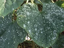 植物につく「病気」