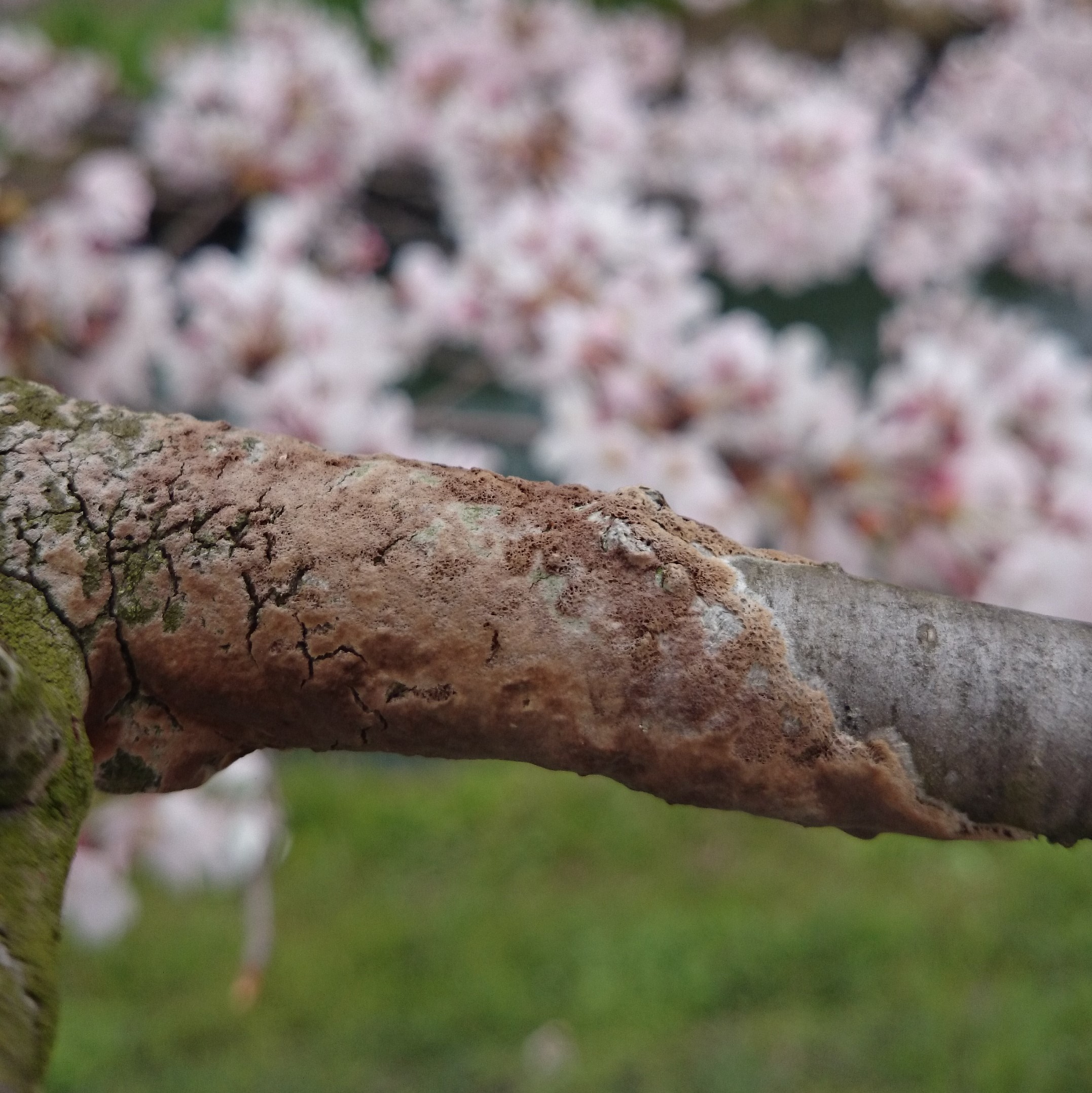 原因はカイガラムシ！？～こうやく病～