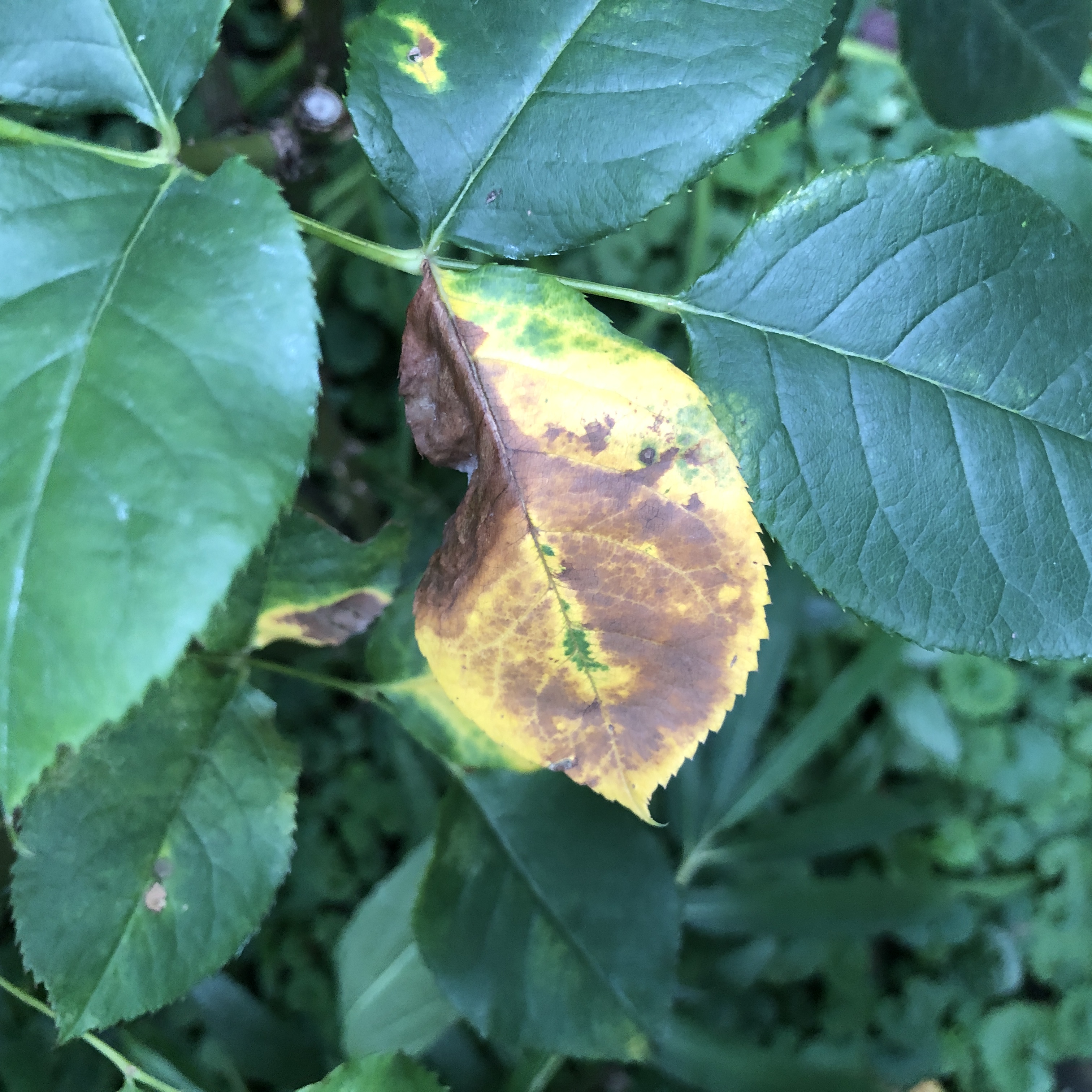 高温障害（ばら）