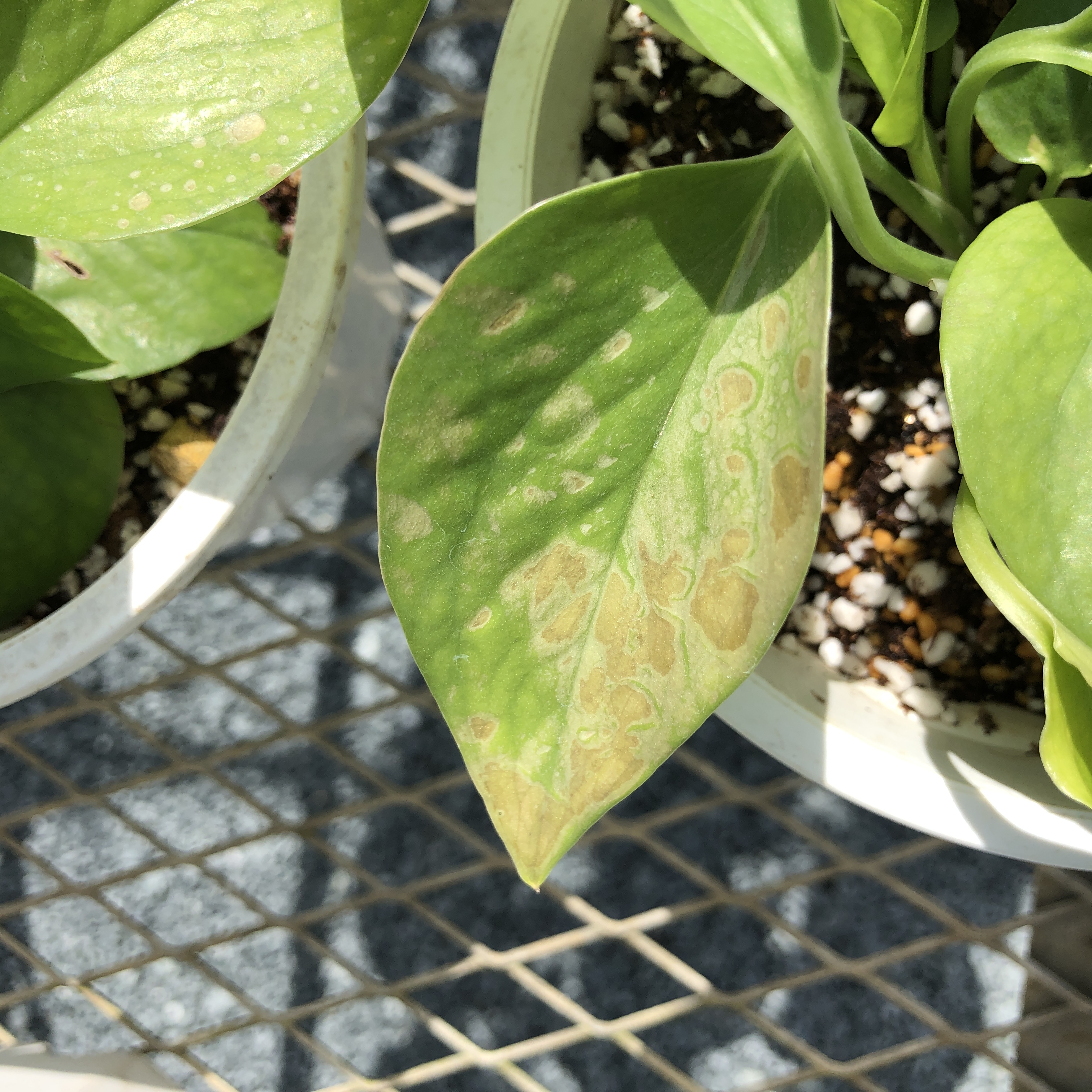 強光による葉焼け（ポトス）