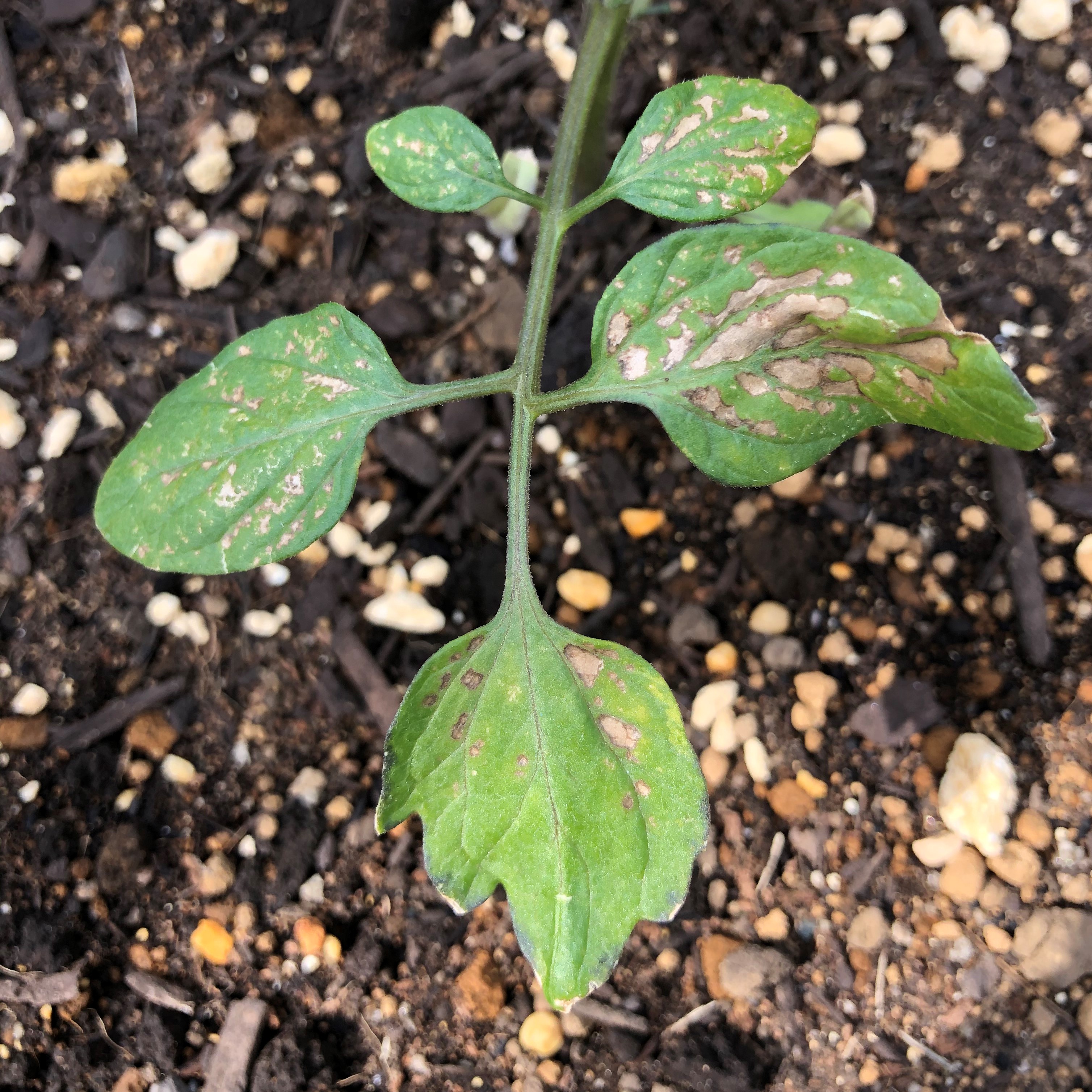 冷害による葉焼け（ミニトマト）