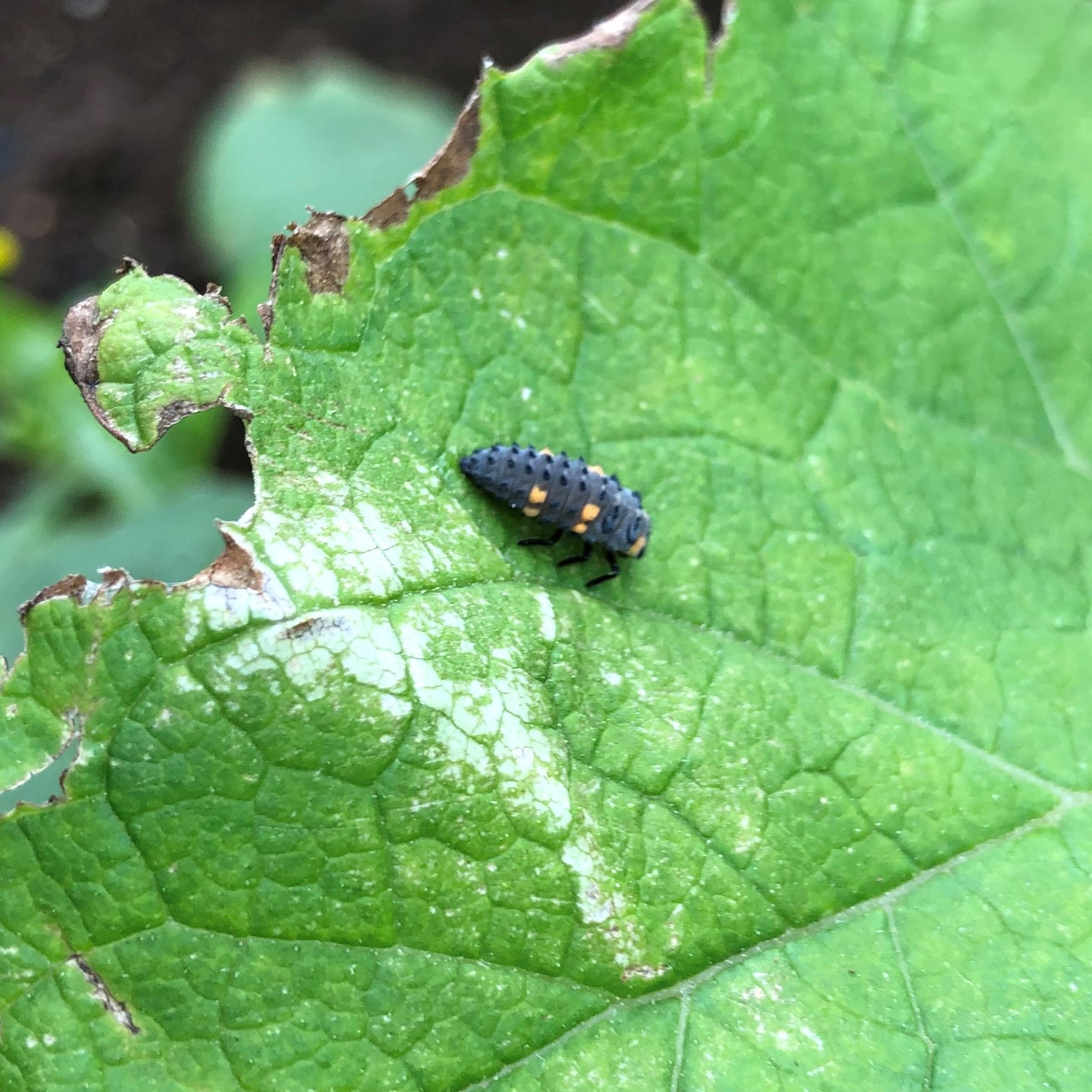 ナナホシテントウ幼虫