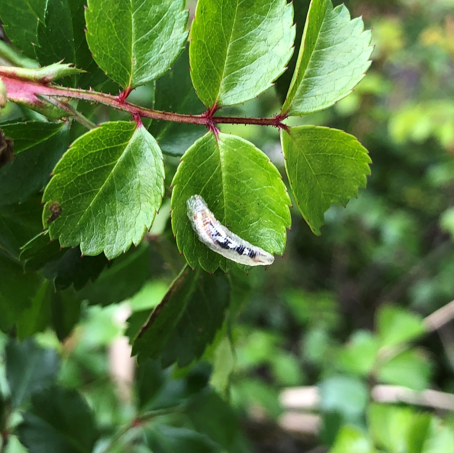 ヒラタアブ幼虫