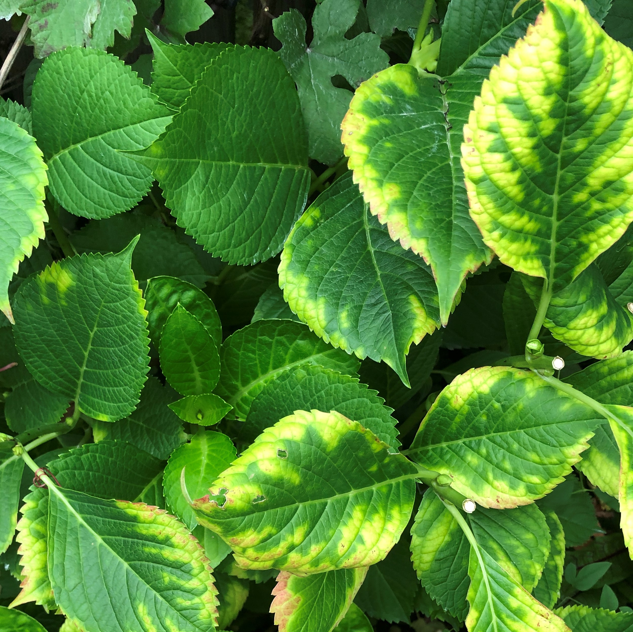 葉焼け（アジサイの薬害）