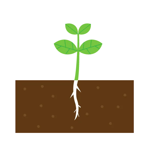 発生は種子から