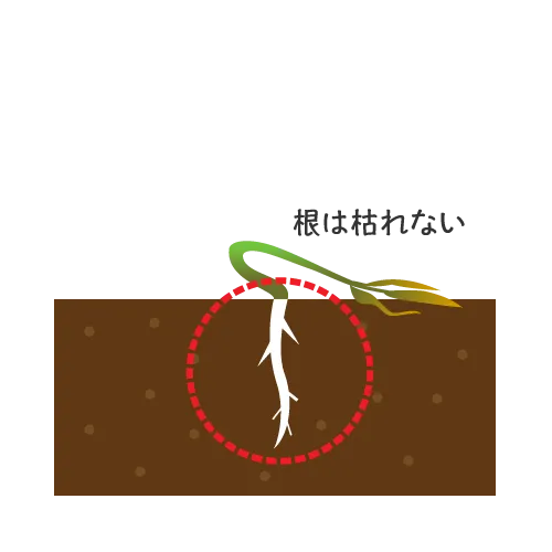 地上部が枯れても根は元気