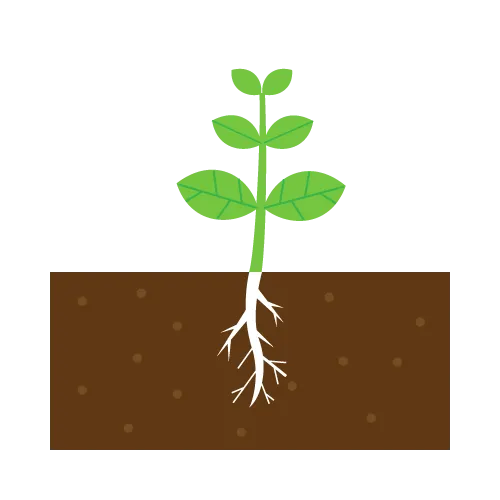 根から広がる種類も