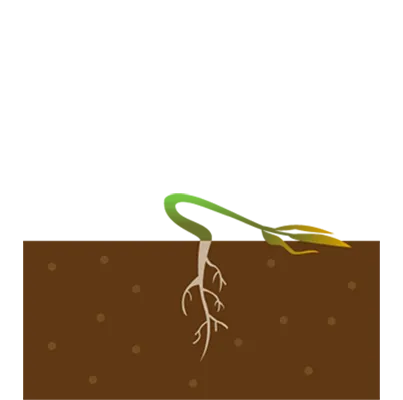 枯れ後イラスト