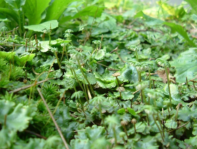 ゼニゴケの写真