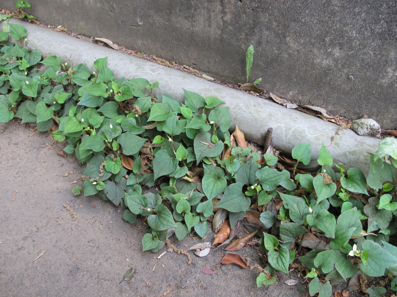 ドクダミの画像