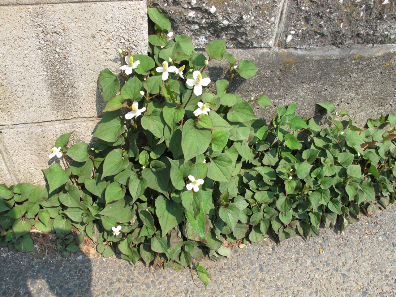 ドクダミの画像