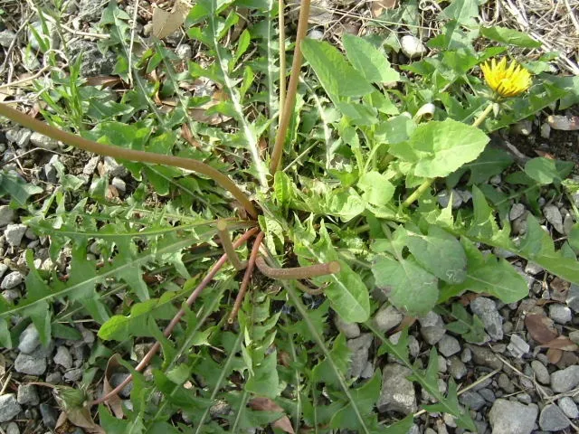 セイヨウタンポポの画像