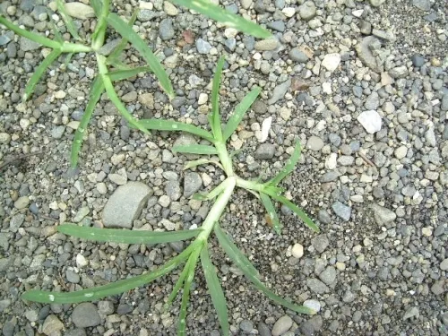 オヒシバの画像