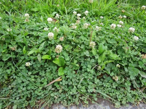 クローバーの画像