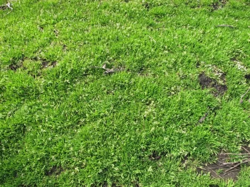 スズメノカタビラの画像