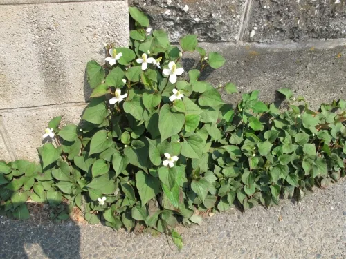 ドクダミの画像