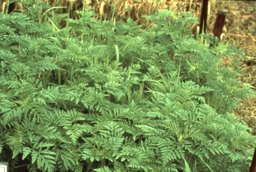 ブタクサの画像