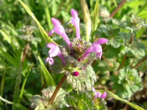 ホトケノザの画像