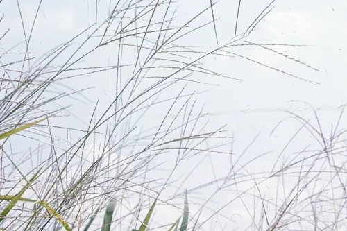 メヒシバの画像