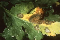 褐斑病について