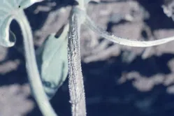 つる枯病について