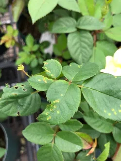 さび病について