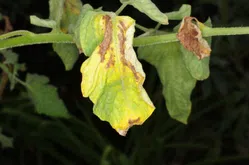 萎凋病について