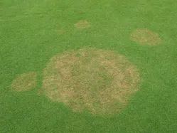 葉腐病（ブラウンパッチ）