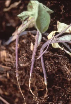 苗立枯病について