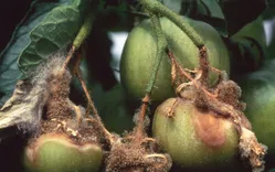 灰色かび病について