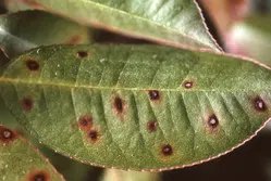 ごま色斑点病について