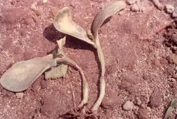 立枯病について