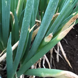 白色疫病について