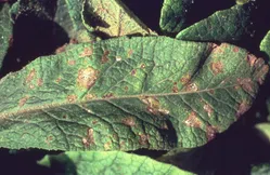 斑点病について