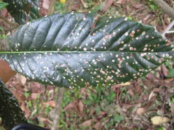 灰斑病について