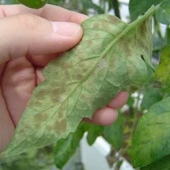 葉かび病について