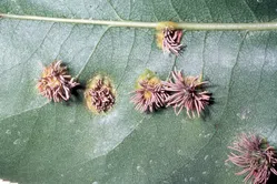 赤星病について