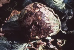 菌核病について