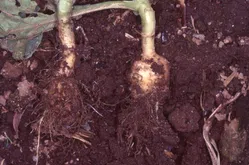 根こぶ病について