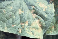 べと病について