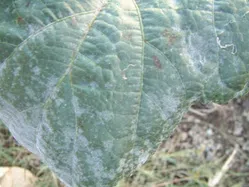 うどんこ病について