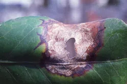 炭疽病について