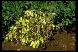 白絹病について