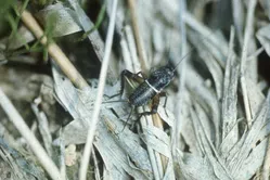 コオロギについて