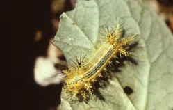 イラガについて