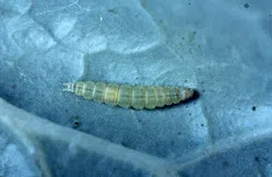 コナガについて