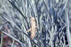 バッタについて