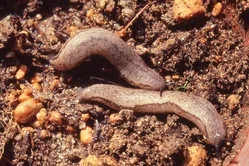 ナメクジについて