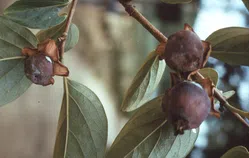 カキノヘタムシガ