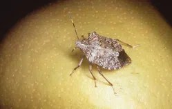 カメムシについて